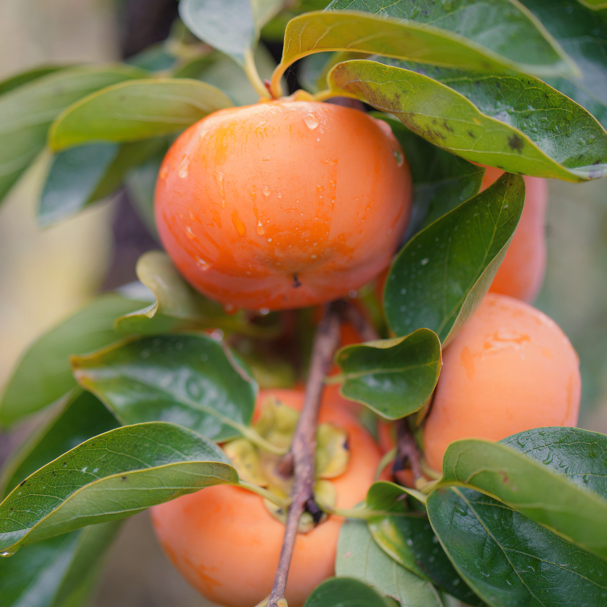 Persimmon Tree