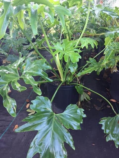 Philodendron Selloum