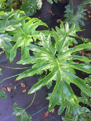nelson water gardens philodendron selloum Philodendron – Liberty Landscape Supply