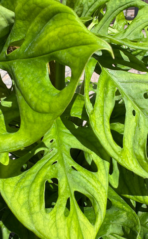 Philodendron green leaves with holes 