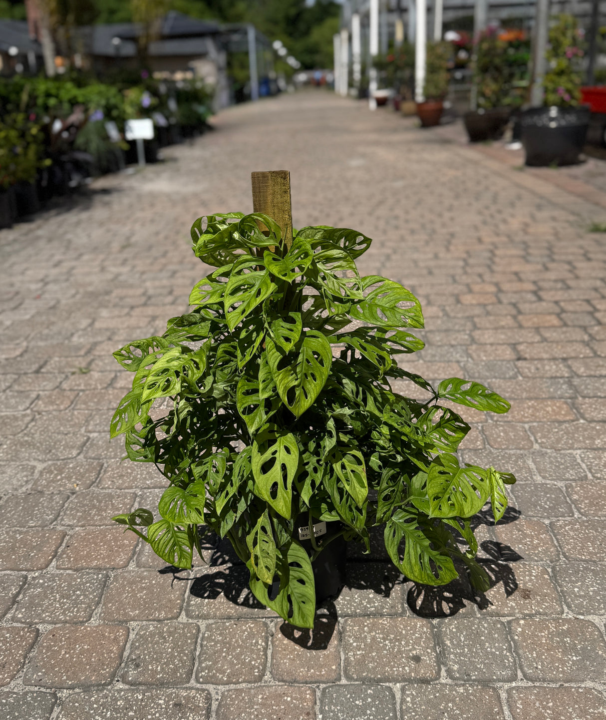 Philodendron plant on totem pole at Liberty Landscape Supply