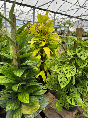assorted Philodendron plants on totem