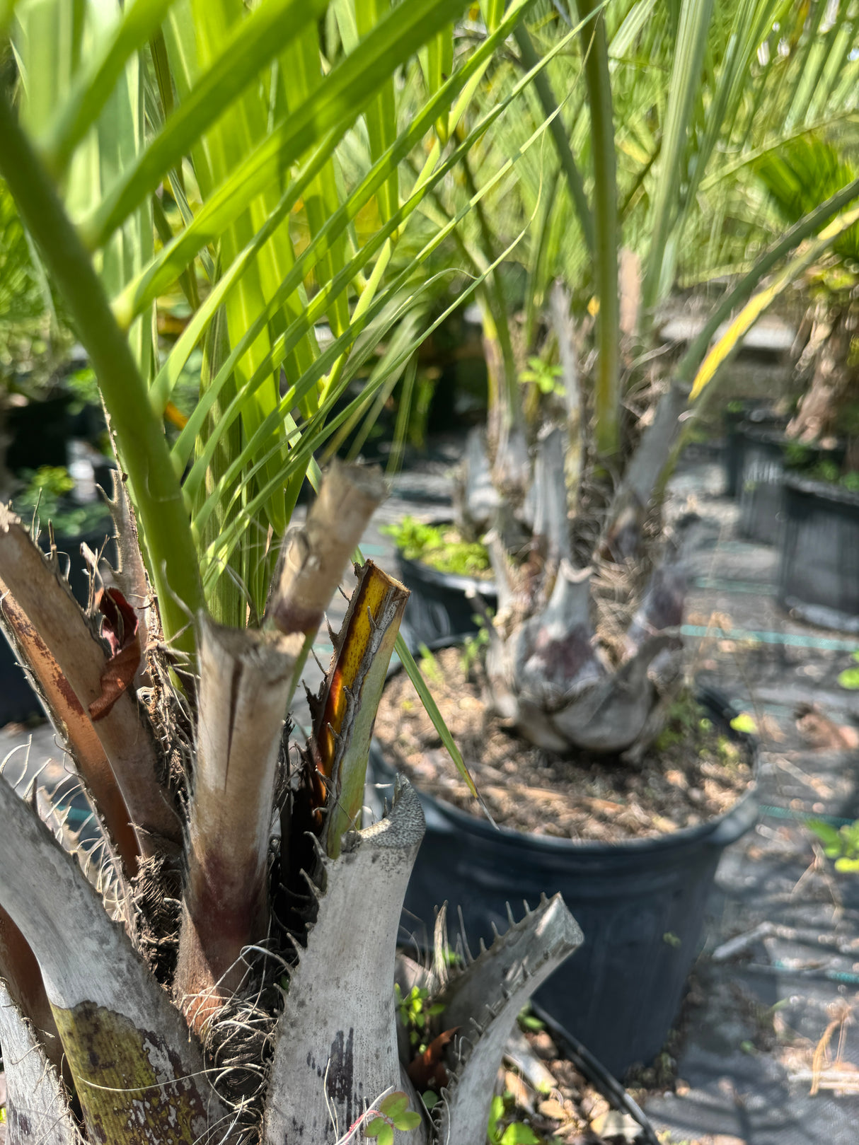 Pindo Palm Tree