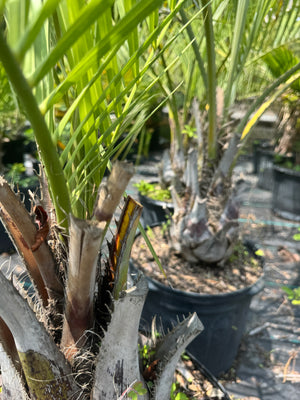 Pindo Palm Tree