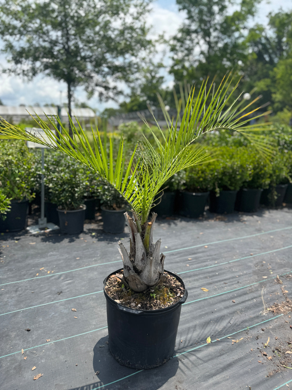 Pindo Palm Tree