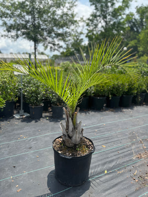 Pindo Palm Tree