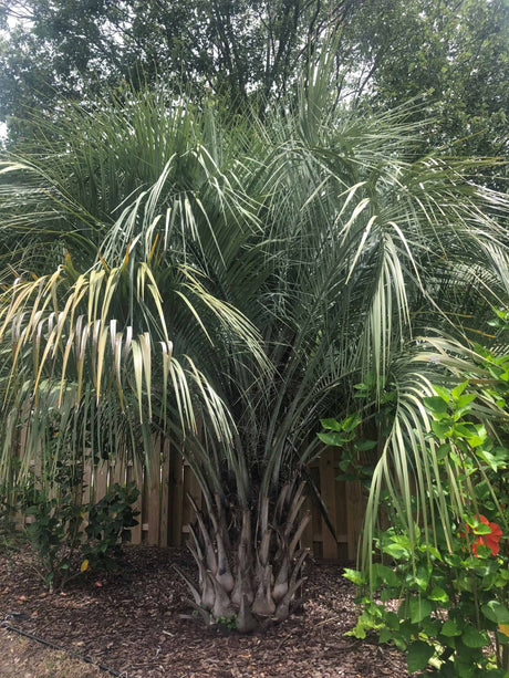 Pindo Palm