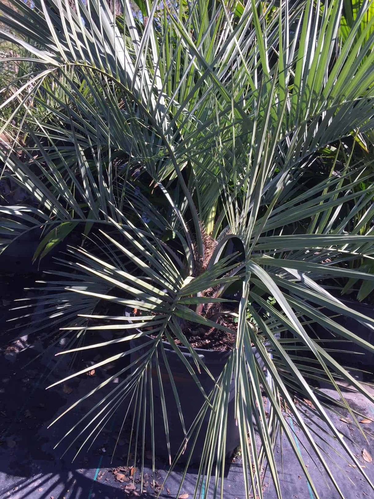 Pindo Palm