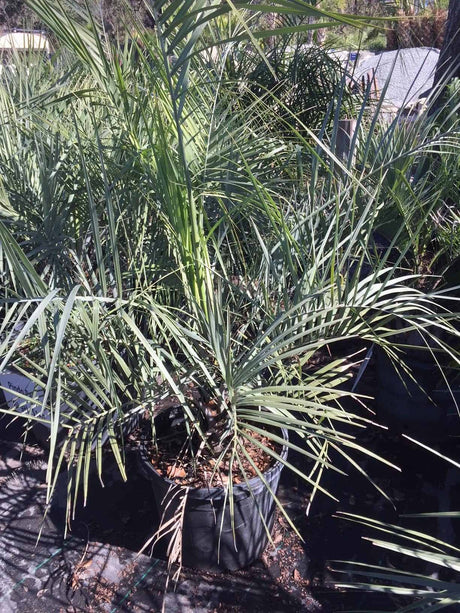 Pindo Palm