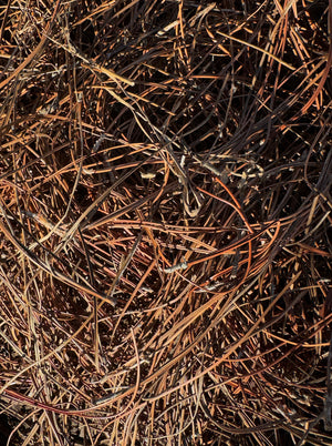 Pine Straw