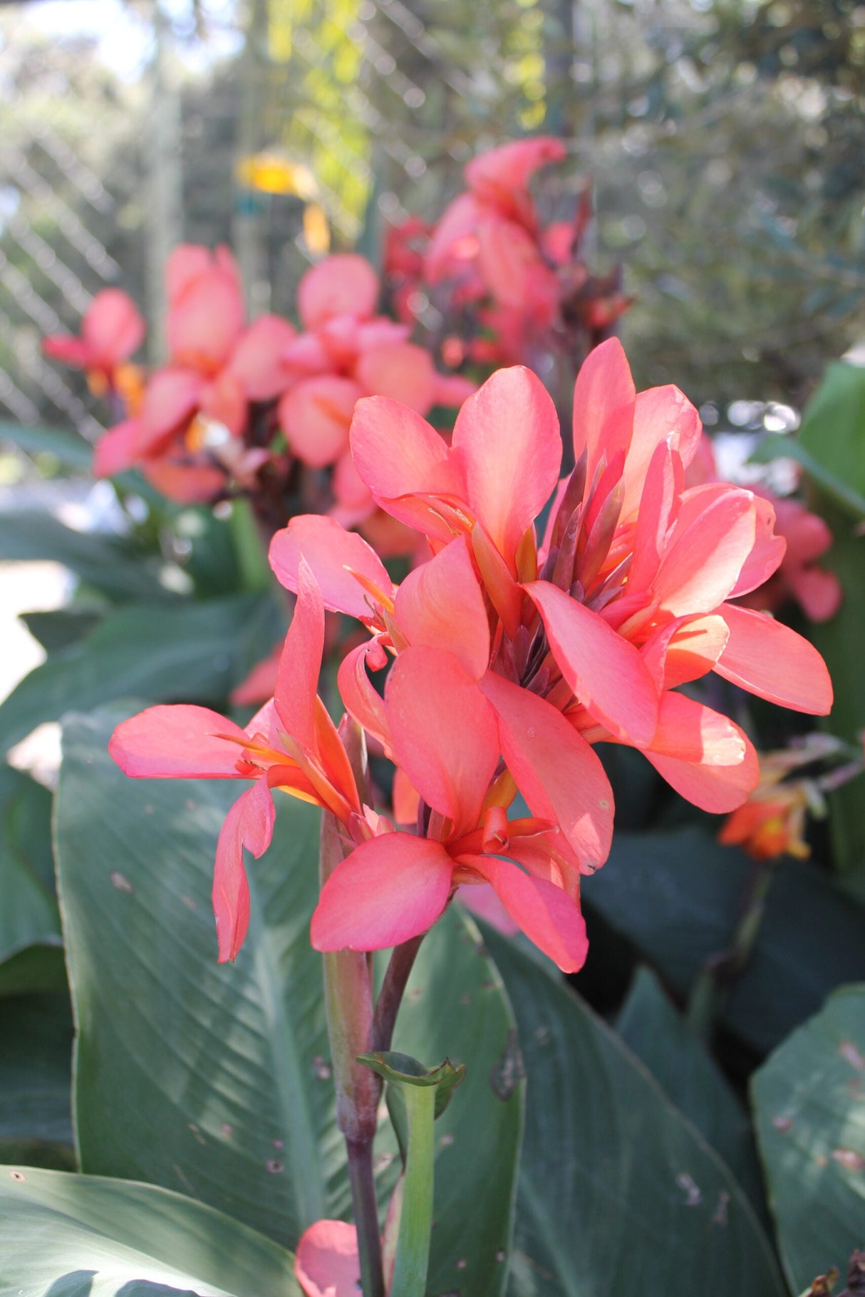 pink canna lily flowers at Liberty Landscape Supply