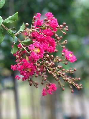 Crape Myrtle