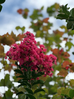 Crape Myrtle