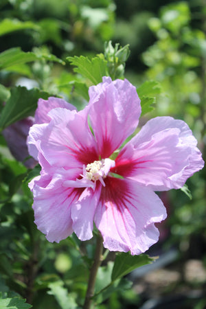 Hibiscus