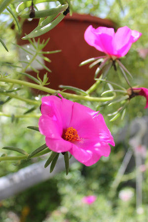 Hanging Baskets