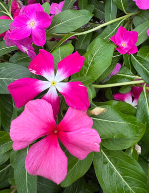 Vinca