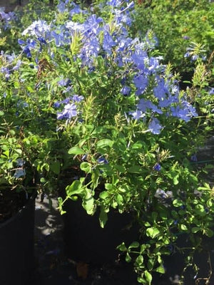 Plumbago