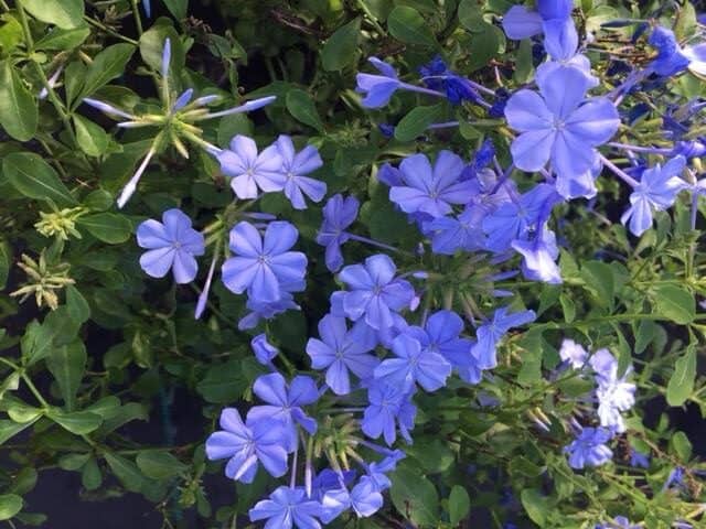 Plumbago