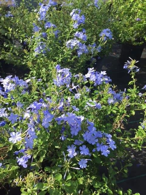 Plumbago