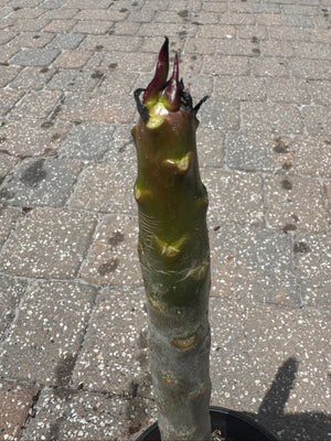 Plumeria plant growing in one-gallon pot