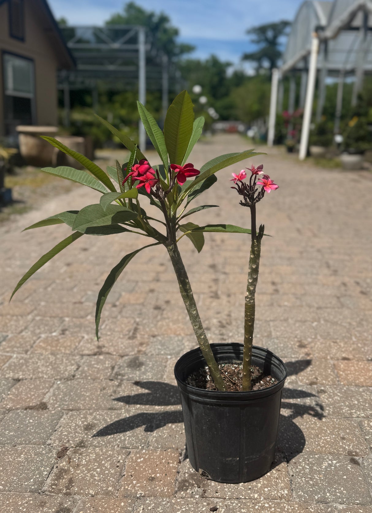 Plumeria plant with pink and white flowers