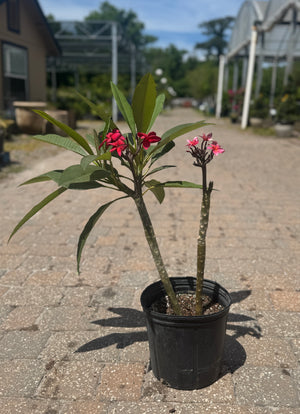 Plumeria plant with pink and white flowers