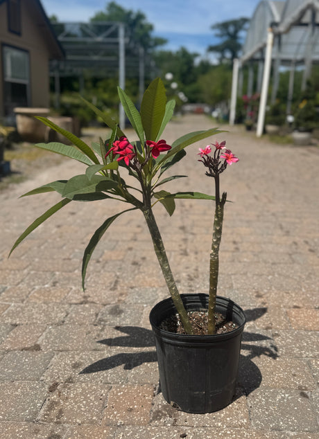 Plumeria plant with pink and white flowers