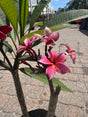 Plumeria flowers at Liberty Landscape Supply
