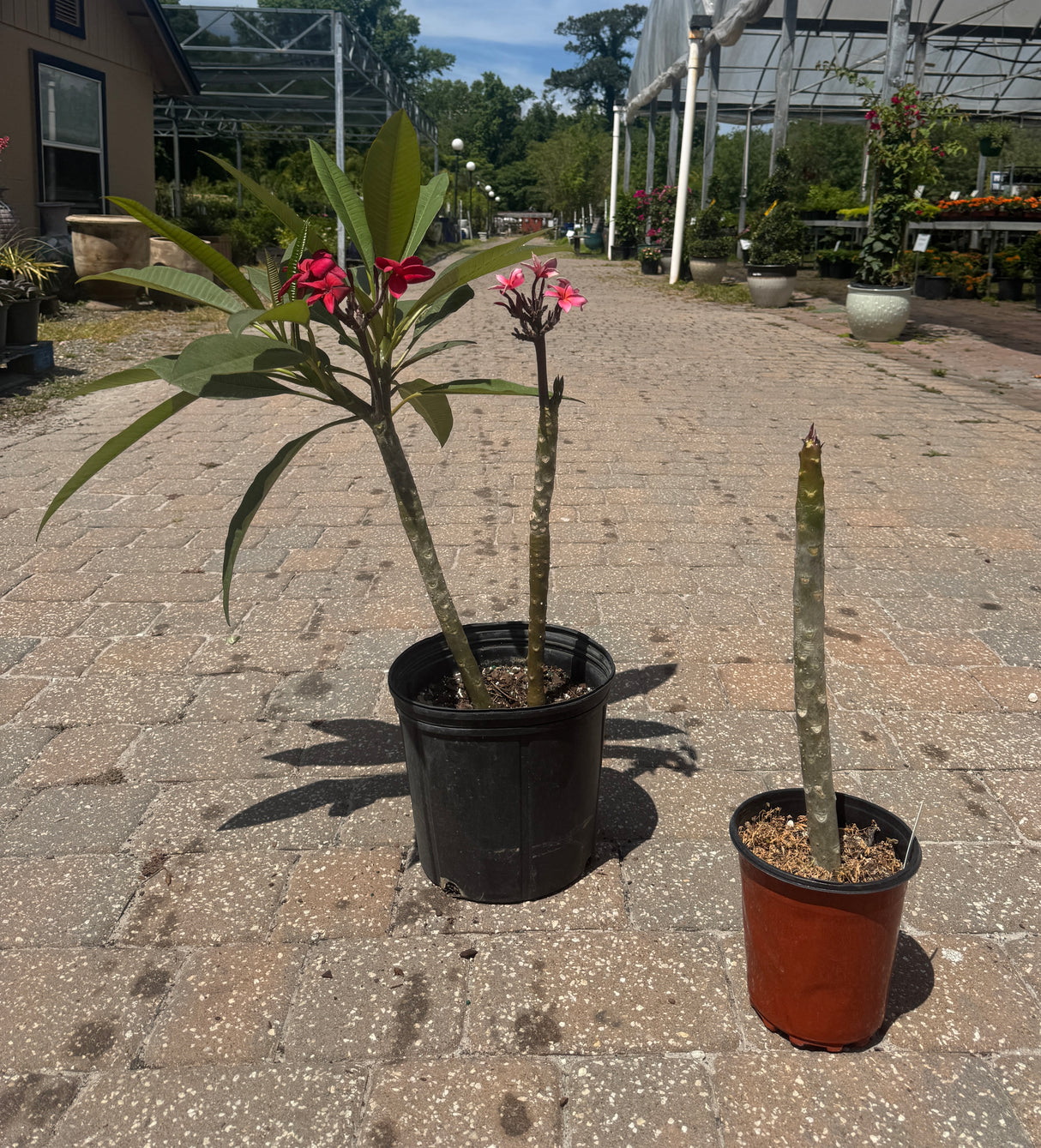 Plumeria plant stages of growing