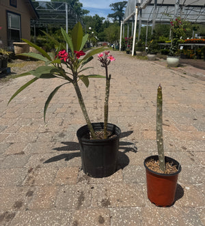 Plumeria plant stages of growing