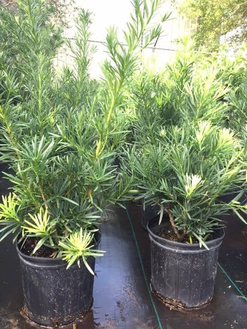 Weeping Podocarpus