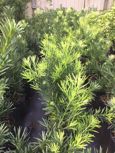 Podocarpus