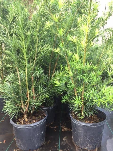 Weeping Podocarpus