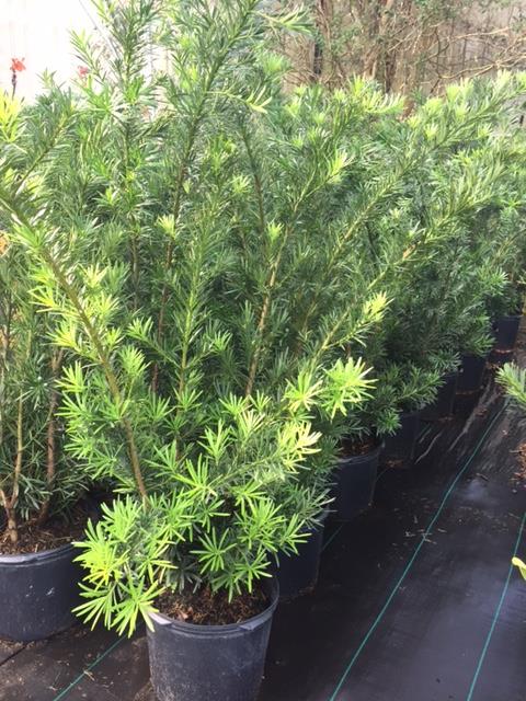 Podocarpus