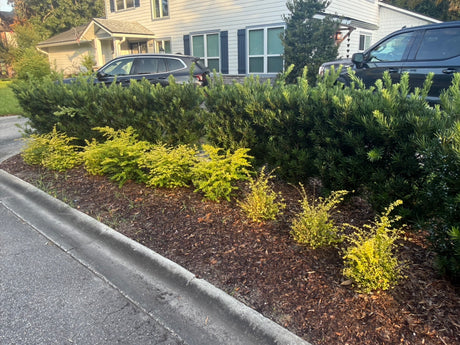 Podocarpus Pringle