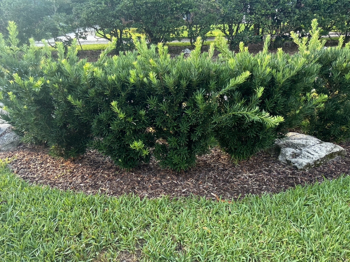Podocarpus Pringle