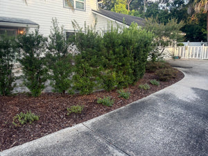 Podocarpus