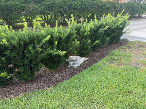 Podocarpus Pringle