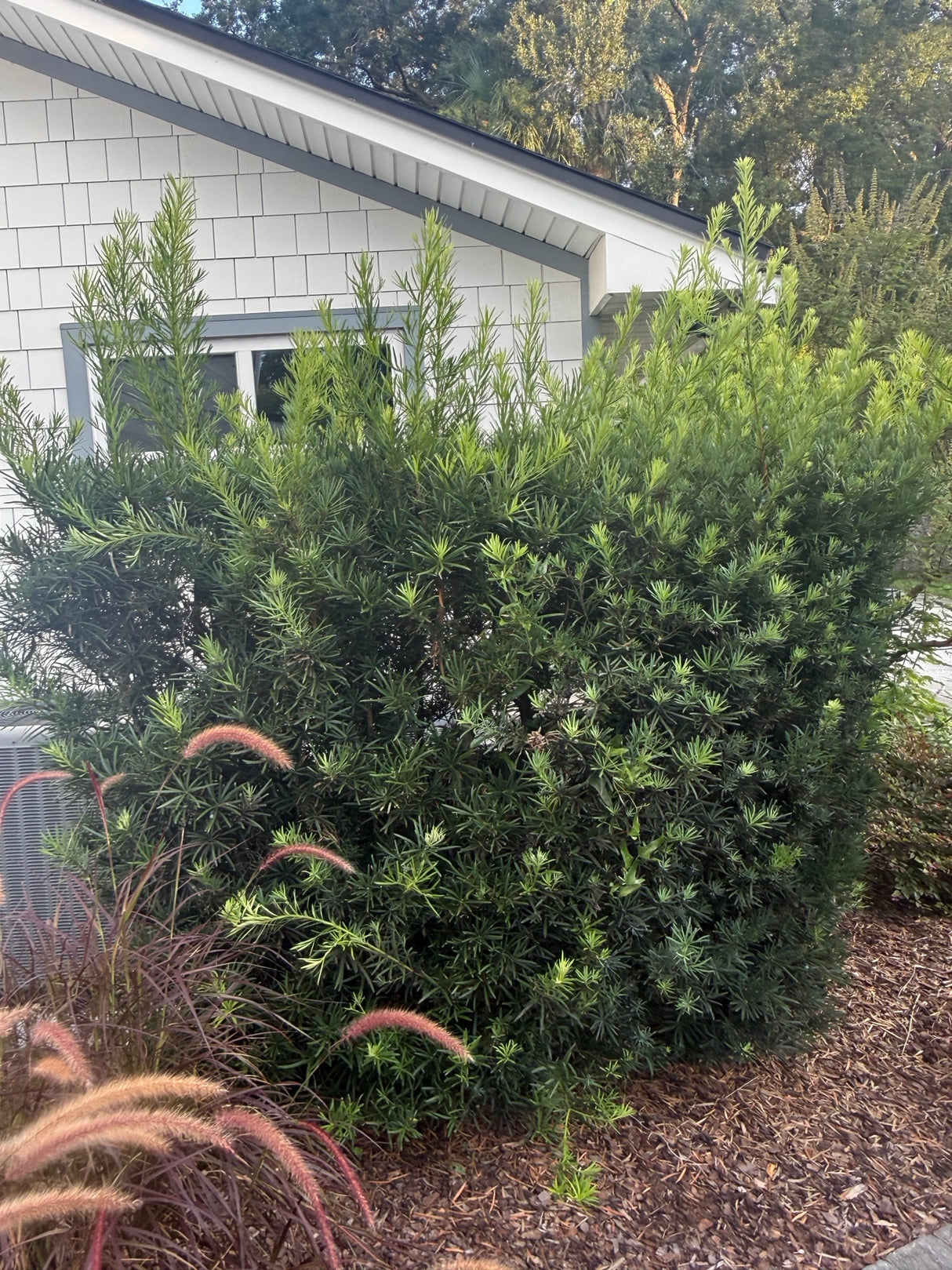 Podocarpus