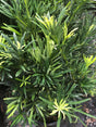 Podocarpus