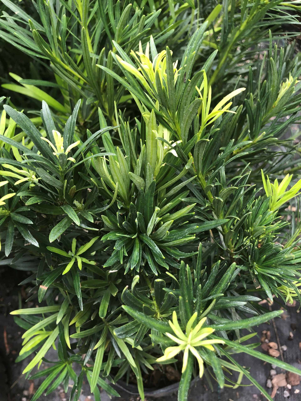 Weeping Podocarpus