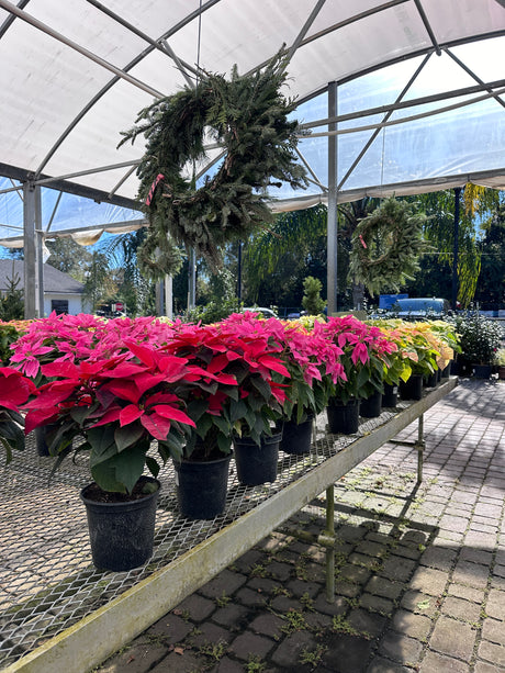 Row of potted plants including pink flowers and a wreath