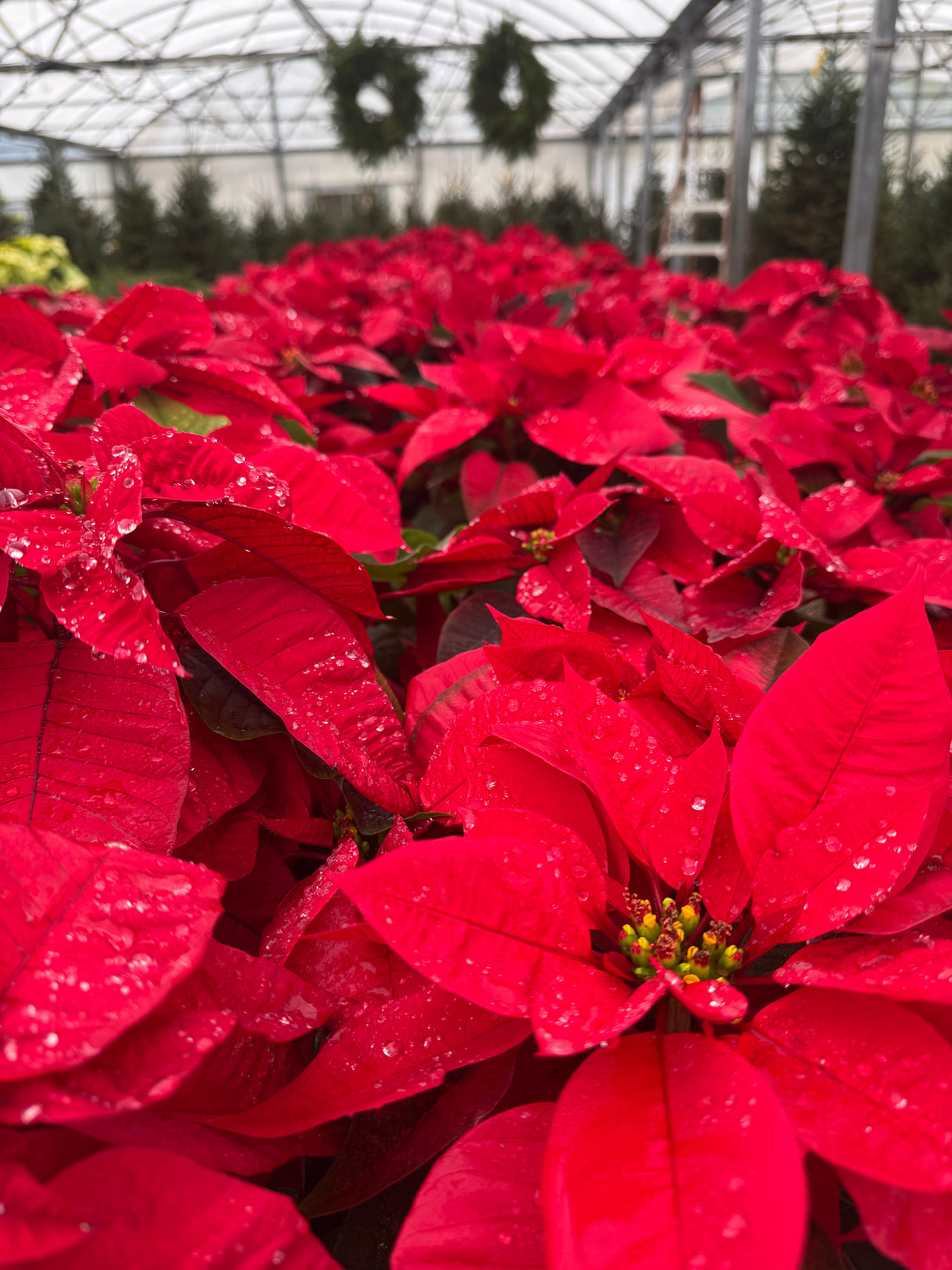 Poinsettia Red