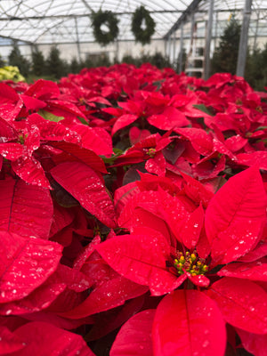 Poinsettia Red