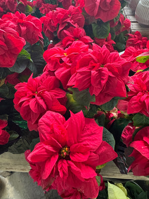 Poinsettia Specialty