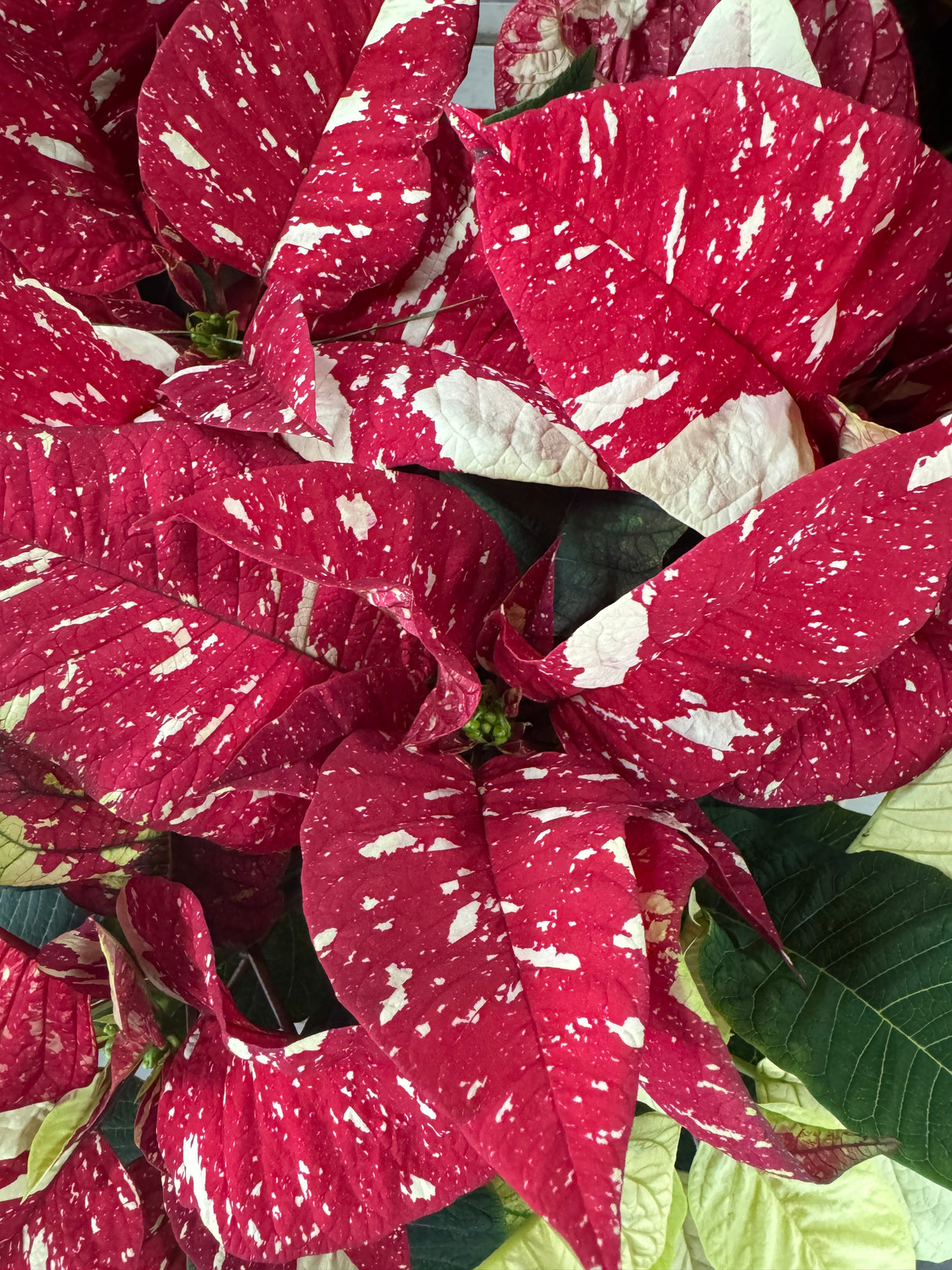 Poinsettia Specialty