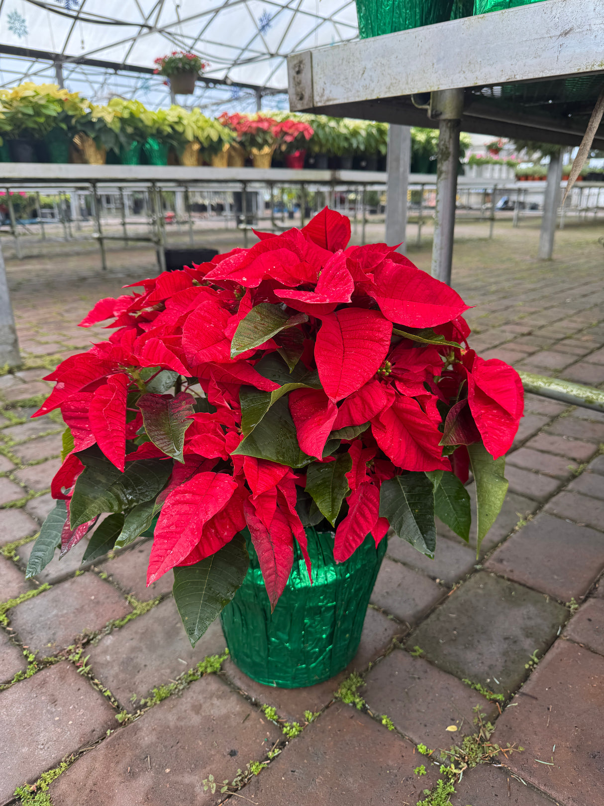 Poinsettia Red