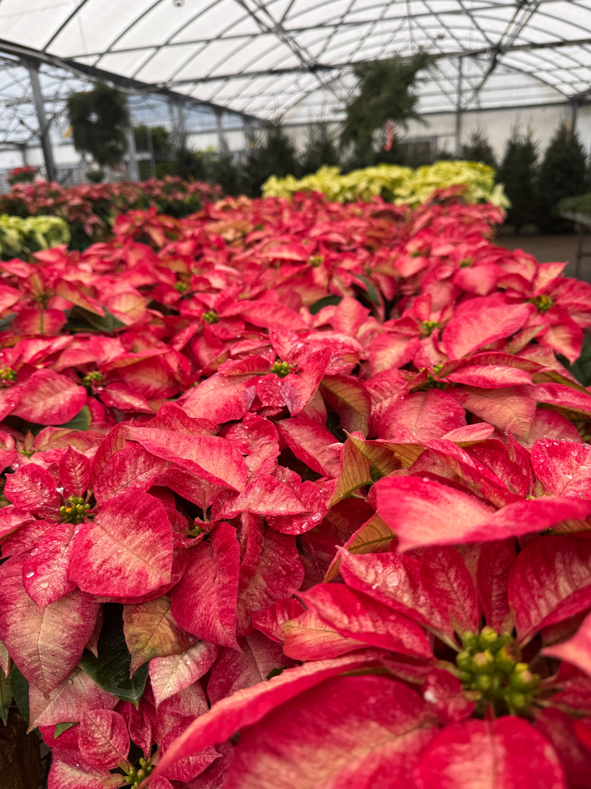 Poinsettia Pink