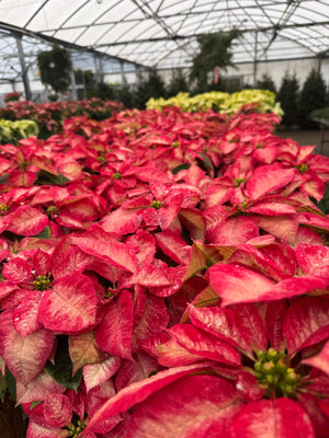 Poinsettia Pink