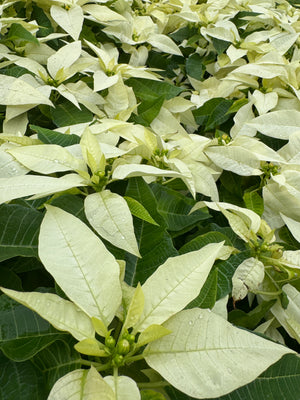 Poinsettia White